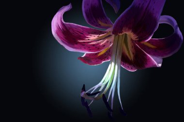 Yapılan çalışmada, neon renklerin tonlarıyla Pastel tekniği ile boyanmış zambak çiçeği sunuluyor. Amazon zambağı, Lily Henry, Lilia Marlene.