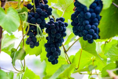 Fotoğrafta Moldova sarmaşığı üç üzüm görülüyor.