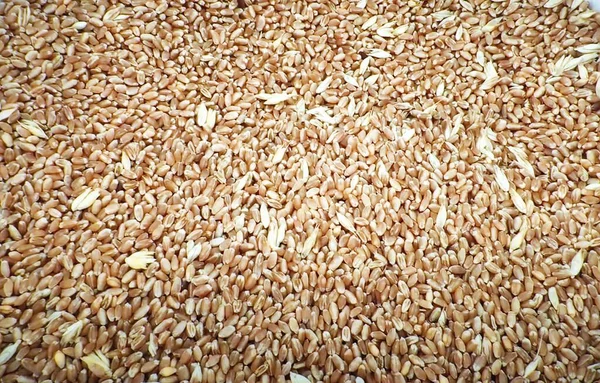Пшеничне Зерно Фонова Текстура — стокове фото