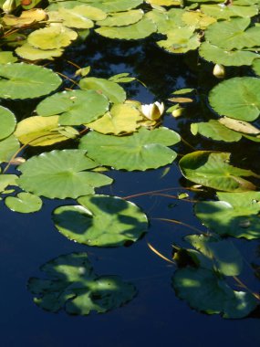Su birikintisi üzerinde suyla