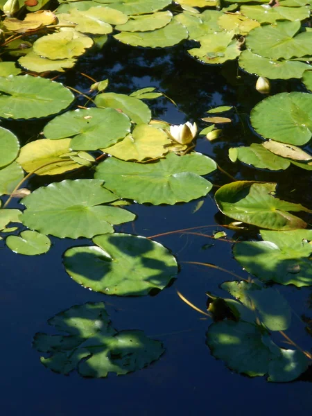 Su birikintisi üzerinde suyla
