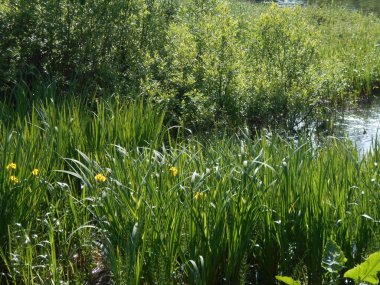 Göl kenarındaki çimenler