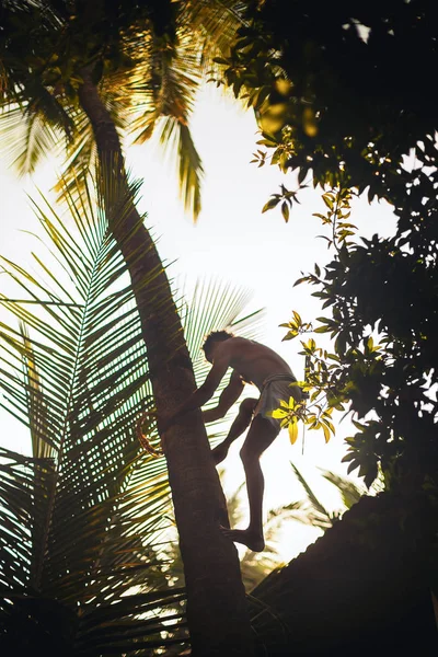 Een Man Klimt Een Palmboom Kokosnoten Het Lijkt Hij Doet Stockafbeelding