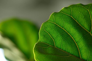Bitki yaprağı. Işık üzerinde düşüyor, doku açıkça görülmeye başlıyor. 