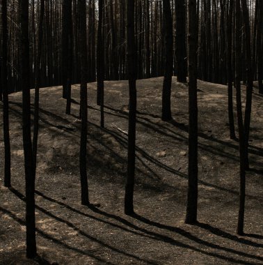 Yanmış orman küle döndü. Yangından sonra tüm bitkiler öldü..  