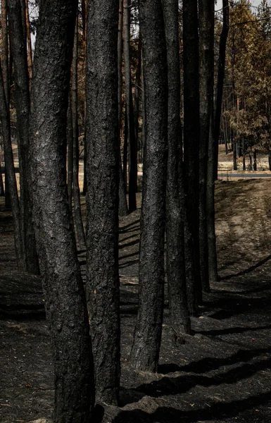 Bosque Quemado Convertido Cenizas Todas Las Plantas Están Muertas Después — Foto de Stock