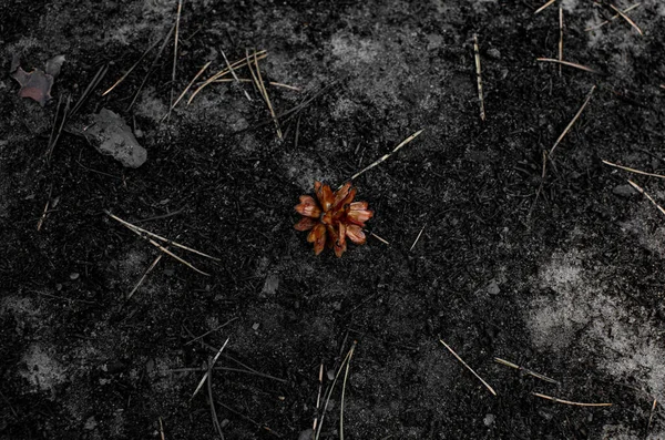 Yanmış Orman Küle Döndü Yangından Sonra Tüm Bitkiler Öldü — Stok fotoğraf