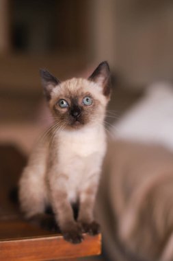 Güzel ve sevimli siyam kedisi güneşli bir günde masada oynuyor.