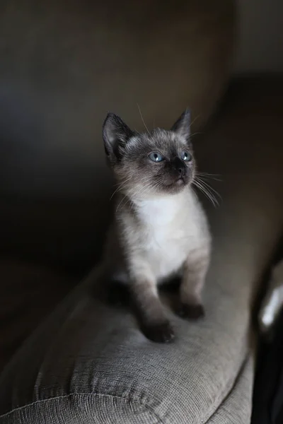 Hermoso Lindo Siamés Gatito Pequeño Gato Jugando Sofá Día Soleado —  Fotos de Stock