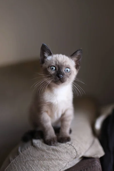 Beautiful Cute Siamese Small Kitty Cat Playing Sofa Sunny Day — Stock Photo, Image