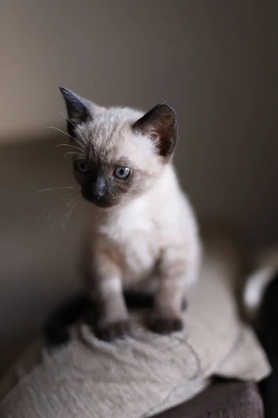 Schöne Und Süße Kleine Siamesische Katze Spielt Einem Sonnigen Tag — Stockfoto