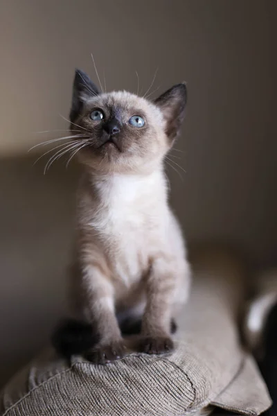 Beautiful Cute Siamese Small Kitty Cat Playing Sofa Sunny Day — Stock Photo, Image