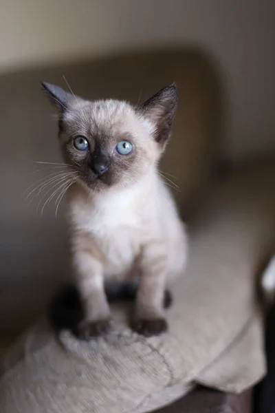 Schöne Und Süße Kleine Siamesische Katze Spielt Einem Sonnigen Tag — Stockfoto