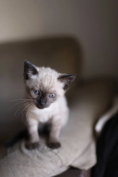 Beautiful Cute Siamese Small Kitty Cat Playing Sofa Sunny Day — Stock Photo, Image