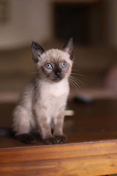 阳光灿烂的日子里 美丽可爱的暹罗小猫咪在桌子上玩耍 — 图库照片