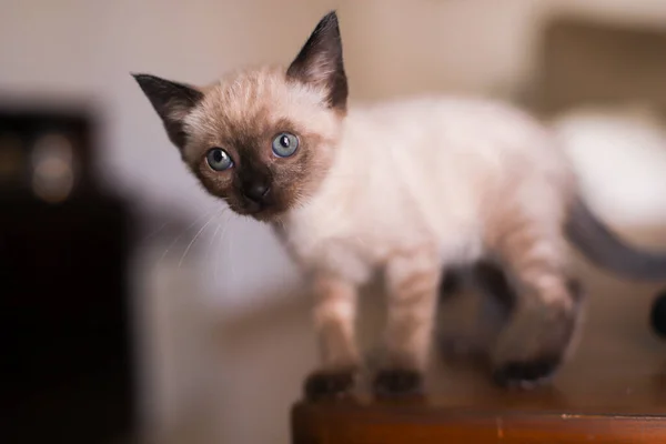 Gyönyörű Aranyos Sziámi Kis Cica Macska Játszik Asztalon Egy Napsütéses — Stock Fotó
