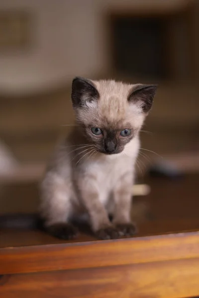 Gyönyörű Aranyos Sziámi Kis Cica Macska Játszik Asztalon Egy Napsütéses — Stock Fotó
