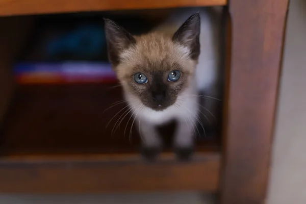 Mooi Schattig Siamees Klein Katje Spelen Een Zonnige Dag — Stockfoto