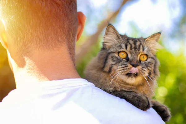 Красива Кішка Спирається Чоловіче Плече — стокове фото