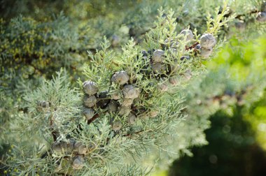 Konili tropikal ardıç dalı.
