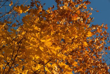 Sonbahar yaprakları güneşle aydınlanır.