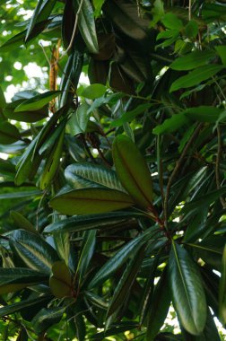   Sıra dışı yaprakları olan tropikal yeşil bir bitki.