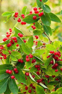 Kırmızı meyveleri kapatın.