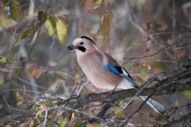 Avrasya alakargası (Garrulus glandarius) sonbahar ormanında