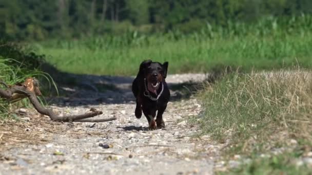 Movimiento lento de un perro lindo feliz corriendo hacia la cámara — Vídeos de Stock