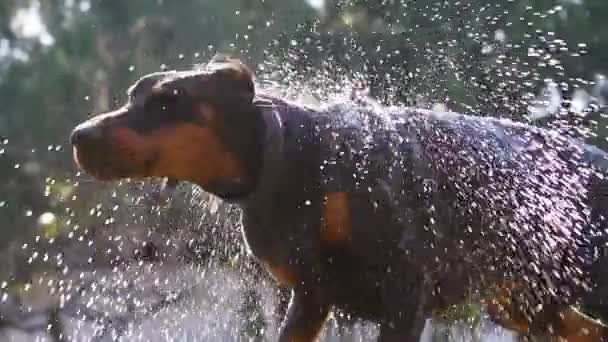 Big Dog стряхивает воду, медленно движется, закрывается — стоковое видео