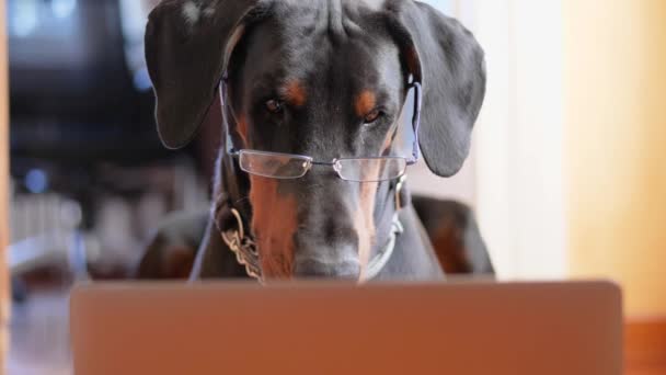 Engraçado Dobermann passar-se enquanto trabalhava em seu laptop — Vídeo de Stock