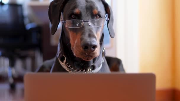 Dobermann divertente che lavora sul suo computer portatile — Video Stock