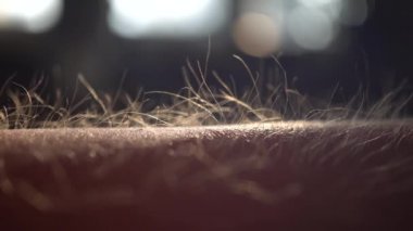 Goose Bump, Macro, Günbatımı Saati