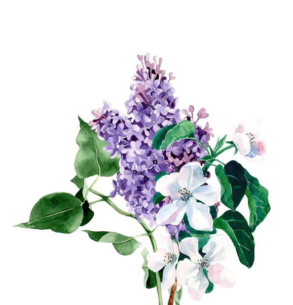 Watercolor hand drawn illustration of lilac with apple tree flowers bouquet. On a white background
