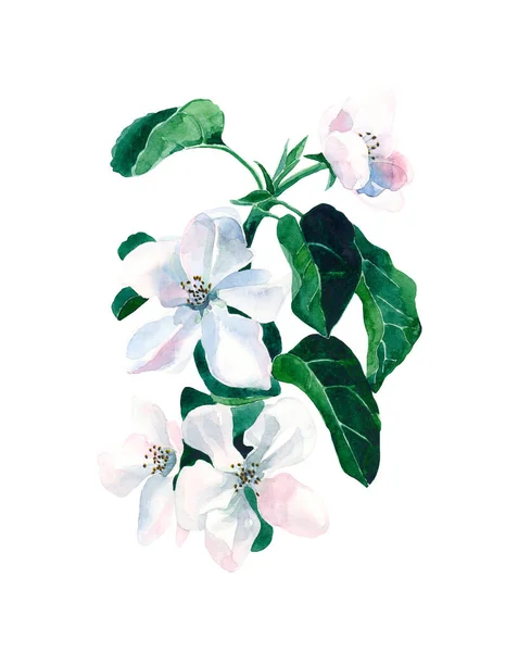 Watercolor hand drawn illustration of flowering apple tree branch. On a white background