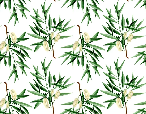 Watercolor hand drawn tea tree branch with leaves and flowers illustration. Watercolor seamless pattern on white background. For wrapping, fabric, wallpaper. Herbal medicine and aroma therapy