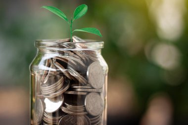 Para kavanozu iş konsepti olan tasarruf ve yatırım için yetişkin paralarını gösteriyor..