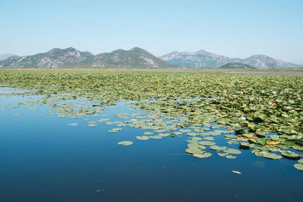 Güzel Skadar Gölü manzarası. Idyllic hedef, temiz su yüzen zambaklar ve dağ arka planı ile