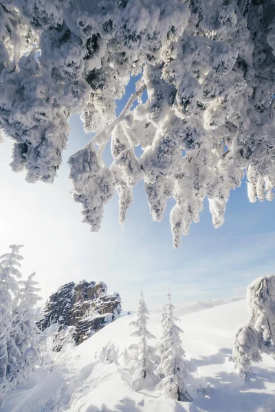 雪に覆われたモミの木の枝や岩の崖と美しい冬の風景 深い雪と氷垂直方向の写真 — ストック写真