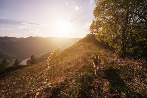 Dog Mountain Pass Beautiful Valley View — Stock Photo, Image