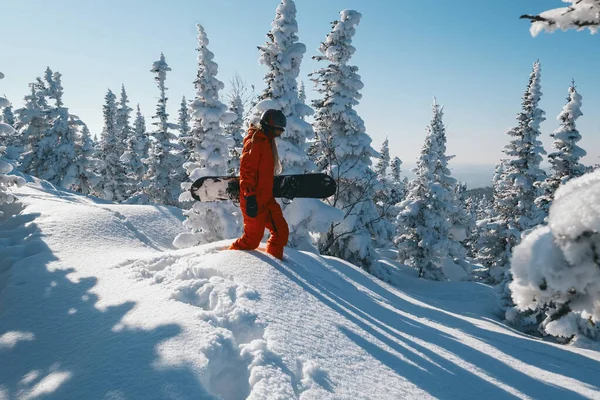 Freerider Snowboardista Červené Snowboardové Kombinéze Procházky Zimě Zasněžený Les Čerstvý — Stock fotografie