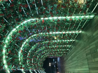 Daegu 'da güller ve aydınlık sokaklar