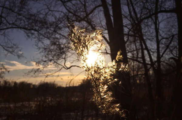 Unas Magníficas Puestas Sol Bosque Los Rayos Sol Noche Ven — Foto de Stock