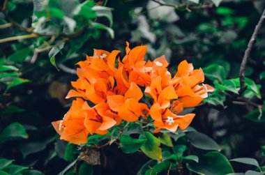 Tayland 'da yetişen parlak egzotik çiçek