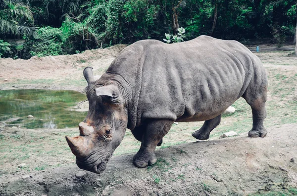 Énorme Rhinocéros Dans Abreuvoir Calme Forte Animation Son — Photo