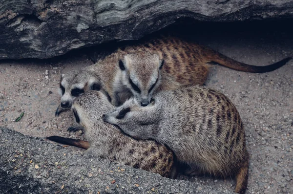 Family Meerkats Burrow Four Meerkats Snuggle Mom — Stock Photo, Image