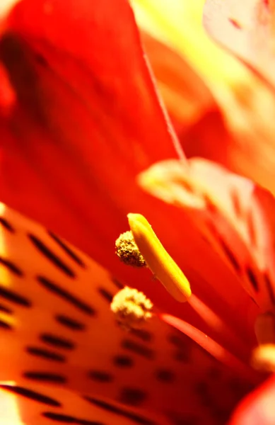 Detalle Flor Rosa Lili Close Petalos Lili Lilium Close Flor — Foto Stock