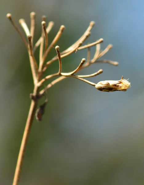 Psilotaceae, rama en otoo, close up de rama, acercamiento de natualeza, macro natural.