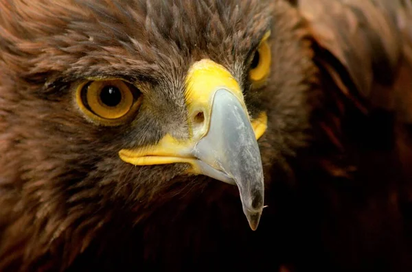 Aguila Verklig Närbild Rostro Aguila Verklig Detalle Aguila Verklig Pico — Stockfoto