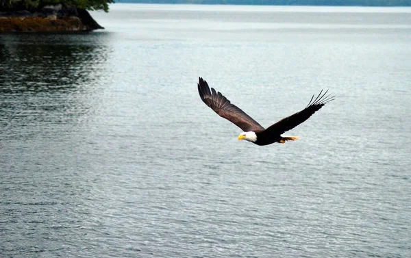 Guila Calva Vuelo Sobre Mar — Stockfoto